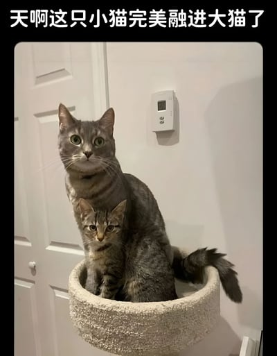 图片中展示了两只灰色虎斑猫，一大一小，它们正坐在一个圆形的猫窝里。大猫体型较大，耳朵竖起，眼睛圆睁，表情略显惊讶地直视前方。小猫体型较小，依偎在大猫的怀里，同样睁着圆圆的眼睛，表情好奇。两只猫的毛色和花纹几乎完全相同，加上它们紧密依偎的姿势，形成了一种小猫完美融入大猫的视觉效果。图片上方有文字"天啊这只小猫完美融进大猫了"，准确描述了这一有趣的视觉现象。