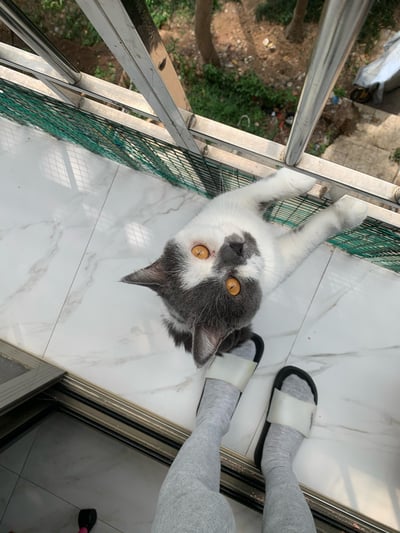 在自家阳台的大理石纹瓷砖地面上，一只蓝白配色的英国短毛猫将两只前爪搭在不锈钢阳台护栏上，仰着脑袋睁着圆溜溜的琥珀色眼睛看向镜头（主人视角），身体依偎在主人穿着拖鞋和灰色裤袜的脚边，看起来黏人又软萌。护栏外能看到绿植和地面，阳光洒在地面上，整体氛围温馨治愈。图中没有双关、谐音梗或暗示内容。