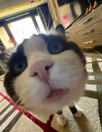 A close-up shot of a black and white cat with striking blue eyes, taken from a low angle that makes its face the focal point. The cat's whiskers are prominent, and it appears to be looking up curiously at the camera. The background shows a cozy home interior with a couch, a wooden cabinet, and some decorative items, suggesting a warm domestic setting.