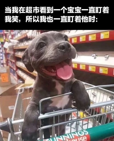 图片上方有白色文字标题：'当我在超市看到一个宝宝一直盯着我笑，所以我也一直盯着他时:'，下方主体是一只灰色的小狗站在超市购物车里，前爪搭在购物车边缘，嘴巴张开吐着粉色舌头，眼睛睁大，露出开心兴奋的表情。背景可见超市货架，上面摆放着商品和黄色价格标签，购物车把手处有部分文字标识。整体通过将人与宝宝互动的场景用可爱的小狗形象类比，营造出轻松、搞笑又温馨的氛围，让人会心一笑。