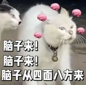 这是一张经过P图改编的表情素材图，画面主体为两只现实拍摄的猫咪，左侧猫咪平静地看向右侧，右侧猫咪眉头紧皱、眼神涣散，神态疲惫烦躁，仿佛大脑空空急需补充。画面中围绕右侧猫咪添加了多个粉色的大脑图案，图片下方配有重复的文字“脑子来！脑子来！脑子从四面八方来”，以夸张戏谑的方式，表达出人们在精神不济、事务繁多、脑子不够用时，急切希望获得“脑力”支撑的心情，非常贴合当代人在忙碌、疲惫状态下的情绪。
