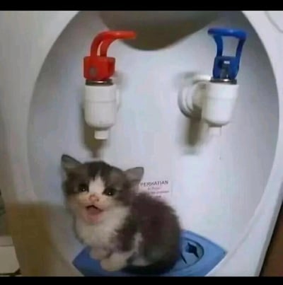 这张图片展示了一只灰白相间的小奶猫，误闯入立式饮水机的出水仓内部，坐在接水的蓝色托盘上。小猫张着嘴巴，看起来像是在发出叫声，表情软萌可爱，和头顶的红蓝出水龙头形成了有趣的反差感，画面充满治愈感。图中的文字“PERHATIAN”是印尼语，意为“注意”，是饮水机上的提示标语。