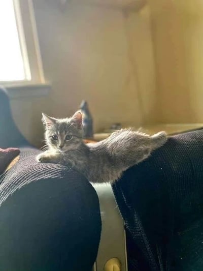 一只灰色虎斑小奶猫正趴在深色沙发的靠背上伸懒腰，前爪搭在沙发扶手上，身体被拉得长长的，圆溜溜的眼睛直视镜头，表情好奇又无辜。背景是洒满阳光的房间，米色墙壁和窗边的光影营造出温暖氛围，整体画面治愈又可爱。