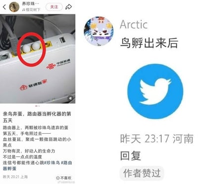 这是一张左右拼接的网络对比梗图，左半部分是国内社交媒体的帖子截图，内容是一位网友分享：两颗被珍珠鸟亲鸟遗弃的鸟蛋被放在中国联通联通智家路由器的网口缝隙中，借路由器运行的温度孵化，到第五天已经发育出带有心跳的胚胎，网友发文感慨生命的灵动，图中红圈特意标出了网口里的两颗鸟蛋；右半部分是该帖子下的网友回复，回复者昵称是Arctic，回复内容为“鸟孵出来后”，下方配了旧版Twitter（推特）的蓝色圆形小鸟Logo，玩了双关梗，将“孵出小鸟”对应Twitter的小鸟图标，形成搞笑的反差效果，该回复还获得了原作者点赞。