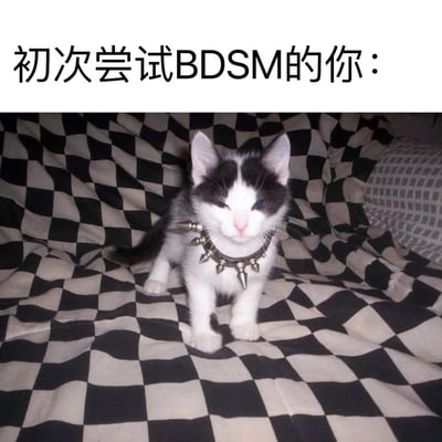 图片上方有文字“初次尝试BDSM的你：”，下方是一只戴着尖刺项圈的黑白小猫，坐在黑白棋盘格图案的毯子上。小猫表情看起来有些严肃，与可爱的外形形成反差，通过这种对比制造幽默效果。