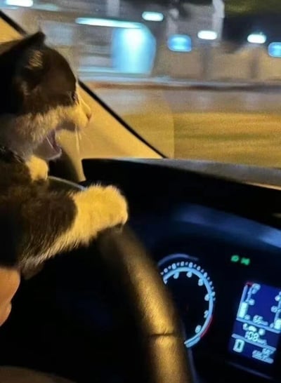 深夜时分，一只黑白相间的猫咪坐在汽车驾驶座上，前爪紧紧搭在方向盘上，身体微微前倾，嘴巴张开，仿佛正专注地“驾驶”着车辆。车内仪表盘的灯光清晰可见，窗外是模糊的城市夜景灯光，营造出一种猫咪在夜间开车的趣味场景，整体画面充满萌感和幽默感。