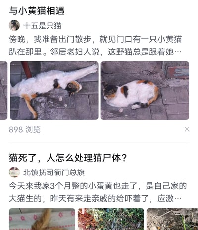 这是一张社交媒体平台的截图，包含两条用户发布的与猫咪相关的帖子。第一条由用户「十五是只猫」发布，标题为《与小黄猫相遇》，分享了傍晚出门时在门口偶遇一只跟着邻居老妇人的三花猫的日常，并配有两张这只三花猫在地面伸展身体、蜷卧休憩的实拍照片，该帖子已有898次浏览。第二条由用户「北镇抚司衙门总旗」发布，标题为《猫死了，人怎么处理猫尸体？》，讲述自家出生仅3个月的小猫「小蛋黄」因被亲戚吓到应激离世，求助猫尸体的处理方法，并附带了相关图片。