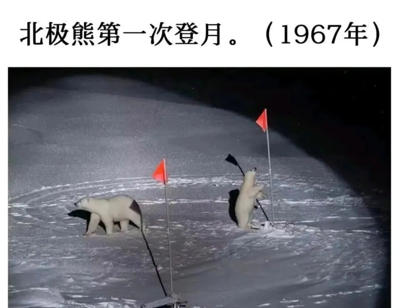 北极熊