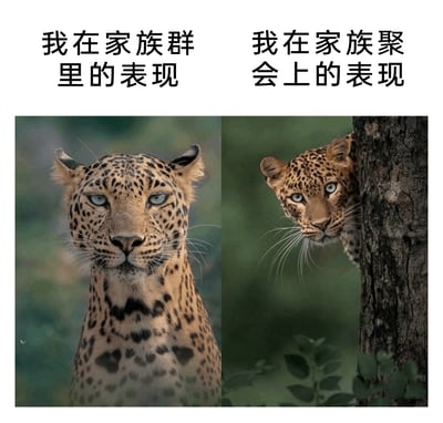 这是一张左右分栏的对比式图文梗图，左侧展示了一只正面朝向镜头的豹子，它神态严肃、直视前方，上方配文“我在家族群里的表现”，象征着自己在家族群这类线上家族社交场景中，处于直面状态，可能表现得相对放松、敢于发言；右侧则是一只躲在树干后方的豹子，仅露出半张脸，神态显得小心翼翼，上方配文“我在家族聚会上的表现”，用来调侃自己在线下家族聚会时的社恐状态——想要躲起来、不愿被过多关注。这张图精准捕捉了当代年轻人在家族线上、线下社交中的反差心态，用动物的生动状态来具象化这种情绪，引发广泛共鸣。