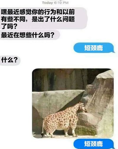 这是一张聊天记录截图形式的梗图。上方显示对话内容，一方关心地询问：“嘿最近感觉你的行为和以前有些不同，是出了什么问题了吗？最近在想些什么吗？”，另一方先回复“什么？”，随后连续发送两次“短颈鹿”。图片下方配有一张长颈鹿的照片，这只长颈鹿站在岩石旁，其颈部看起来相对较短，与“短颈鹿”的文字形成呼应，利用长颈鹿通常长脖子的特征制造反差幽默。