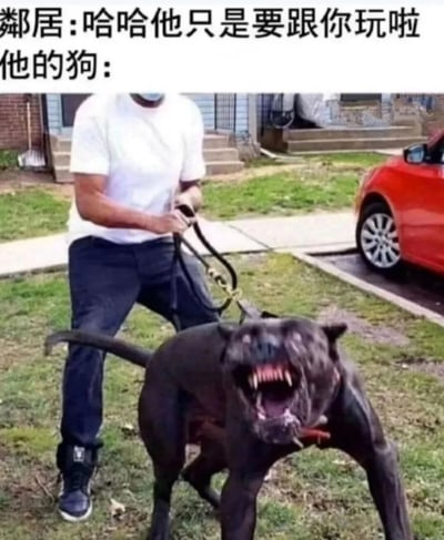 图片上方配有文字“邻居：哈哈他只是要跟你玩啦 他的狗：”，下方是一张实拍照片。照片中一名身穿白色T恤和深色裤子的男子正用力拉住狗绳，而他手中的黑色大狗则呈现出极度凶狠的姿态——嘴巴大张，露出锋利的牙齿，身体前倾，似乎正拼命向前扑。邻居轻松的语气与狗狰狞的表情形成强烈反差，通过这种对比制造出幽默效果，讽刺了现实中人们对自家宠物危险性轻描淡写的常见现象。