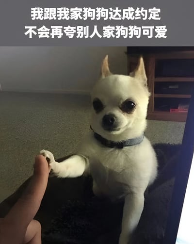 图片中是一只白色的吉娃娃狗坐在地毯上，它正伸出前爪与人类的手指握手。狗狗表情开心，耳朵竖起，眼睛圆溜溜地看着前方。图片上方有文字："我跟我家狗狗达成约定 不会再夸别人家狗狗可爱"，营造出一种拟人化的幽默效果，仿佛狗狗真的能理解并与主人达成协议。