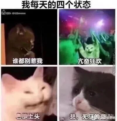 这是一张多图拼接的文字加注图，由四张网络流行的猫表情包组成，顶部配有标题“我每天的四个状态”。四张图分别对应四种典型的日常情绪：左上角是表情凶狠的黑脸猫，配文“谁都别惹我”，生动展现出烦躁易怒、不想被打扰的状态；右上角是处于派对灯光下、兴奋举起爪子的猫，配文“亢奋狂欢”，传递出极度兴奋、尽情玩乐的情绪；左下角是双眼眯起、表情猥琐享受的猫，配文“色欲上头”，表现出沉迷欲望的状态；右下角是双眼含泪、神情低落的悲伤猫，配文“悲，无尽的悲”，渲染出极度悲伤、情绪低落的氛围。整张图用形象的猫表情包精准调侃了人们一天中可能经历的起伏情绪，容易引发网友的情绪共鸣，是社交平台上常用的情绪表达素材。