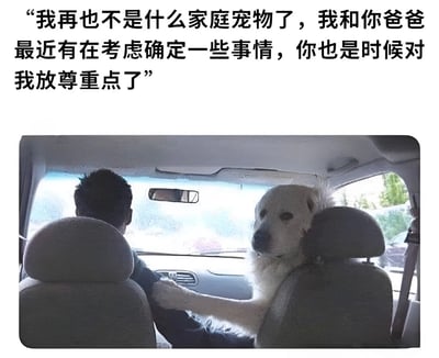 图片上方配有文字：“我再也不是什么家庭宠物了，我和你爸爸最近有在考虑确定一些事情，你也是时候对我放尊重点了”。下方是一张汽车内部照片，一只白色大狗坐在后座，前爪搭在驾驶座男性司机的肩膀上，表情严肃。整体通过拟人化手法，将狗狗塑造成类似“继母”的角色，以幽默方式调侃家庭关系，制造反差笑点。