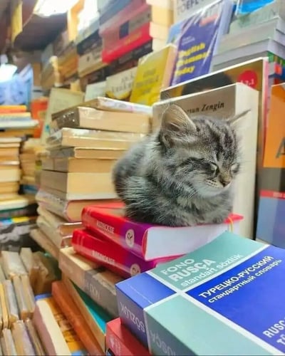 一张温馨的书店场景照片，画面中心是一只灰色虎斑小猫正蜷缩在一摞彩色书堆上熟睡。小猫双眼紧闭，毛发柔软蓬松，姿态慵懒可爱。它身下的书籍颜色丰富，包括红色、紫色、蓝色等，部分书脊上可见文字如"FONO RUSCA"和"TÜRKÇE-PYCCKИЙ"（土耳其语-俄语词典）。背景中堆满了更多不同种类的书籍，营造出浓厚的文学氛围与舒适的生活气息，整体画面构图清晰，充满治愈感。