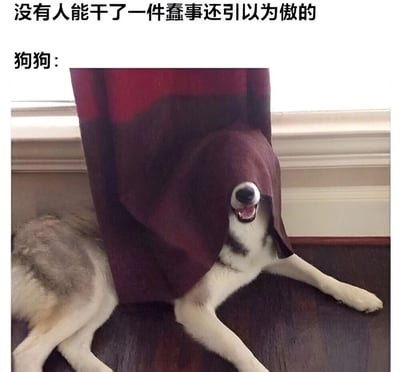 图片上方配有文字“没有人能干了一件蠢事还引以为傲的 狗狗：”，下方是一只灰白色的狗狗，它将红色的窗帘布罩在头上，只露出黑色的鼻子和张开的嘴巴，嘴角上扬，露出牙齿，表情显得十分开心和得意，仿佛在对自己把头埋进窗帘这件“蠢事”感到骄傲。整个画面通过文字与狗狗的可爱行为形成反差萌，充满搞笑氛围。