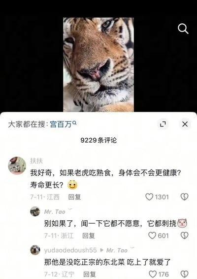 这张图是一张老虎的特写照片，并配有网友在评论区对“老虎吃熟食是否更健康”等问题的讨论。评论风格幽默，最后还引申为老虎如果吃上正宗东北菜就会很爱，充满网络段子风格，展现了网友对动物习性的拟人化调侃。画面内容简单直接，非常适合社交平台互动和群聊斗图。