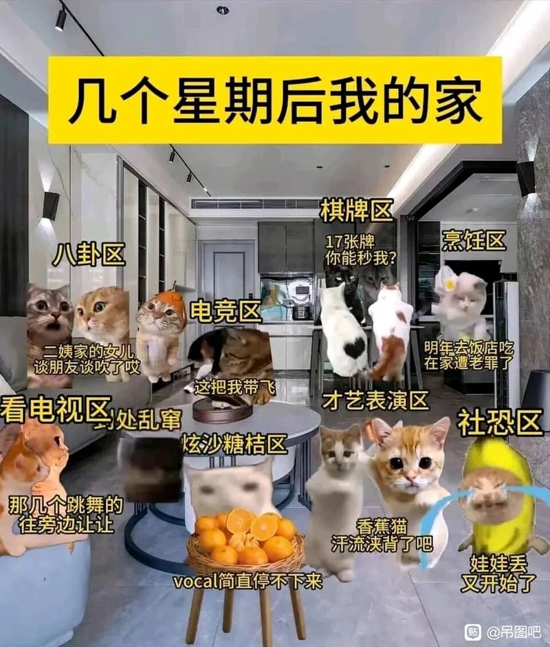 网络热门猫咪表情包