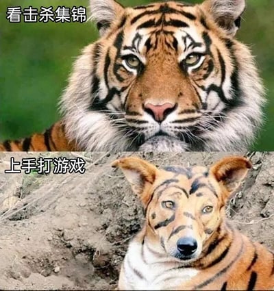 上下对比图展示了看击杀集锦时的自信老虎与实际打游戏时的迷茫老虎狗，幽默对比了观看高手操作与自己实际游戏水平的差距。上半部分是一只眼神锐利、表情严肃的老虎，背景为绿色；下半部分是一只脸部画有简陋老虎纹路的狗，表情迷茫，背景为泥土地面。