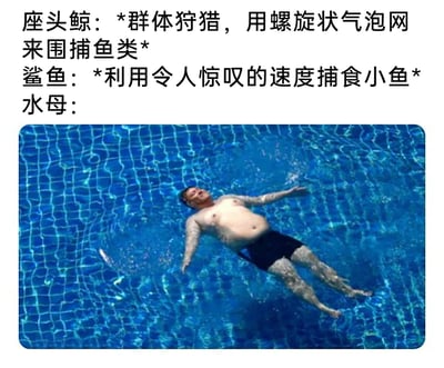 这是一张结合谐音梗的搞笑图文梗图，图中上方依次以科普描述的形式介绍座头鲸和鲨鱼的捕食方式：座头鲸采用群体狩猎策略，用螺旋状气泡网围捕鱼类；鲨鱼依靠惊人的速度捕食小鱼。轮到介绍水母时，没有延续科普内容，而是搭配了一张中年男子仰浮在蓝色泳池水面的照片，利用中文“水母”与“水浮”的谐音，将男子仰浮在水中的形态调侃为水母的“生存方式”，通过科普文字与搞笑画面的反差，以及谐音梗的巧妙运用，制造出轻松诙谐的搞笑效果。