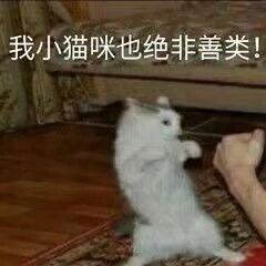 这是一张文字加注类的表情素材图，画面呈现横图格式，是由真实拍摄的猫咪照片改图而来。画面中一只白色小猫后腿站立在木质地板的地毯上，前爪抬起，对着画面右侧的一只人手，摆出一副要发起攻击的示威姿态，图的上方配有醒目的文字‘我小猫咪也绝非善类！’。通过拟人化的手法，将小猫的动作赋予强硬的语气，和小猫本身软萌的外形形成强烈反差，制造出诙谐搞笑的效果，常被用作表情包，用来以幽默的方式表达自己看似柔弱但并不好惹的情绪。