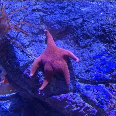 这是一张在水族馆内拍摄的实拍图，幽蓝色灯光笼罩下的粗糙礁石上，一只罕见的六腕粉红色海星正牢牢吸附在表面，海星的体表布满细密的颗粒状纹理，形态独特。画面左侧还能瞥见其他海洋生物的触须，整体氛围充满海洋环境的静谧与神秘感，展现了海洋生物的奇特样貌。