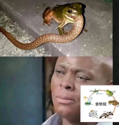 这是一张多图拼接的搞笑梗图，上半部分呈现了违背常规认知的生物互动场景——青蛙反咬住蛇的身体，打破了“蛇捕食青蛙”的常规食物链关系；下半部分是露出疑惑、不敢置信表情的黑人男性面部特写，搭配右下角标注“食物链”的标准生物教学示意图，该示意图清晰展示了“草→蝗虫→青蛙→蛇→鹰”的常规捕食链条。整张图通过反常现实场景与标准知识、疑惑表情的结合，制造出荒诞搞笑的效果，用来调侃违背常识、打破常规认知的意外情况。