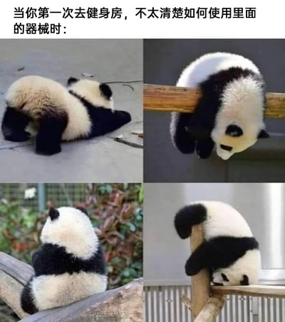 这是一张由四张真实熊猫实拍图拼接而成的趣味梗图，顶部配文“当你第一次去健身房，不太清楚如何使用里面的器械时：”。四张图里的熊猫分别做出了怪异又狼狈的姿势：第一只熊猫趴在地上，身体扭曲姿势怪异；第二只熊猫被卡在木杆中间，头朝下悬着；第三只熊猫僵硬地坐在木杆上，背对镜头；第四只熊猫歪靠在木杆上，姿态狼狈。这些姿势完美还原了第一次进入健身房，面对陌生器械时，新手动作生疏、手足无措，甚至把自己弄得狼狈不堪的状态，用熊猫的可爱搞笑姿态来共情这种新手窘境，十分生动有趣。