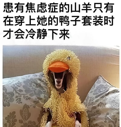 图片上方有黑色文字‘患有焦虑症的山羊只有在穿上她的鸭子套装时才会冷静下来’，下方是一只山羊坐在带有花纹的沙发枕头上，全身穿着黄色的鸭子套装，包括黄色毛绒身体和橙色鸭嘴帽子，表情看起来较为平静。整体画面幽默有趣，通过动物穿 costume 的反差萌传递轻松治愈的氛围。