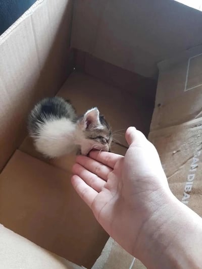 一只毛茸茸的小奶猫蜷缩在纸箱角落里，闭着眼睛正从人类的手掌中舔食。小猫的毛色以白色为主，背部和头部有黑色和灰色的斑纹，耳朵竖起，显得非常可爱。纸箱内部有些昏暗，但能清晰看到小猫满足的表情和喂食者温柔的手势。