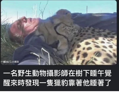 图片展示了一位野生动物摄影师躺在草地上熟睡，一只猎豹依偎在他身旁也安然入睡的温馨场景。画面中，摄影师头枕在草地上，闭着眼睛，表情放松。猎豹则将头靠在摄影师的胸口，同样闭着眼睛，姿态十分安详。背景是蓝天和一些稀疏的草丛，营造出自然和谐的氛围。图片下方配有文字说明："一名野生动物摄影师在树下睡午觉 醒来时发现一只猎豹靠著他睡著了"。