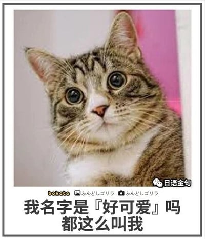 这是一张文字加注的静态单图，主体是一只狸花加白的猫咪，它圆睁着双眼，眼神带着疑惑与无辜，探出头看向上方。图片底部配有模拟猫咪内心疑惑的中文文案：“我名字是「好可爱」吗 都这么叫我”，因为人们总是用“好可爱”来夸赞它，让它产生了这是自己名字的误会，充满萌趣与搞笑的氛围。图片右下角带有“日语金句”的水印，底部中间还有“bokota”及日文标识。