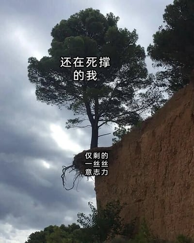 这是一张文字加注的静态单图，画面主体是一棵生长在悬崖边缘的树木，树木的大部分根系已经裸露在外，仅依靠一小部分土壤连接着崖壁，看起来处境艰难却依然保持着存活的状态。图中为树木和根系分别添加了文字标注：树冠部分标注“还在死撑的我”，裸露的根系部分标注“仅剩的一丝丝意志力”，用这棵顽强却濒临绝境的树，生动比喻了当代人在面对生活、职场等方面的压力时，已经耗尽大部分精力，仅靠着最后一点意志力勉强支撑的状态，能够引发人们在疲惫状态下的强烈情绪共鸣。