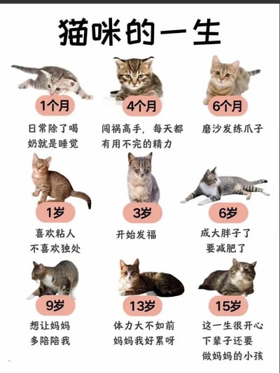 这是一张九宫格形式的图文内容，展示了猫咪从1个月到15岁的9个关键成长阶段，每个阶段搭配对应年龄的猫咪照片和状态描述：
1. 1个月：日常除了喝奶就是睡觉，懵懂慵懒
2. 4个月：闯祸高手，每天都有用不完的精力，活泼好动
3. 6个月：磨沙发练爪子，处于成长发育期
4. 1岁：喜欢粘人，不喜欢独处，依赖主人
5. 3岁：开始发福，体型逐渐变化
6. 6岁：成大胖子了，需要减肥
7. 9岁：想让妈妈多陪陪我，变得依恋主人
8. 13岁：体力大不如前，状态疲惫
9. 15岁：这一生很开心，下辈子还要做妈妈的小孩，满是温情
整体内容温馨治愈，精准戳中养猫人群的共鸣，也能帮助新手铲屎官了解猫咪的成长规律。