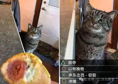 左侧画面中，一只虎斑猫仰头凝视着前方手持的热狗，眼神中充满好奇与渴望；右侧画面中，同一只猫咪侧身转头，表情严肃仿佛陷入沉思。右下角配有四个策略选项：“掠夺”“以物换物”“声东击西 - 窃取”“冲撞”，幽默地模拟了猫咪面对美食时的内心“战术决策”过程。背景为室内环境，可见门和地毯等陈设。