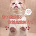 猫咪看Hello后认定主人的可爱梗图