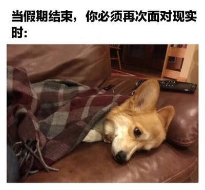 图片上方有文字'当假期结束，你必须再次面对现实时：'，下方是一只柯基犬裹着红灰格子毯子趴在棕色皮沙发上，眼神低垂，表情显得不情愿，仿佛在表达对假期结束、需要面对现实的抗拒。