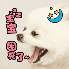 困到打哈欠的小白狗：宝宝困死了~