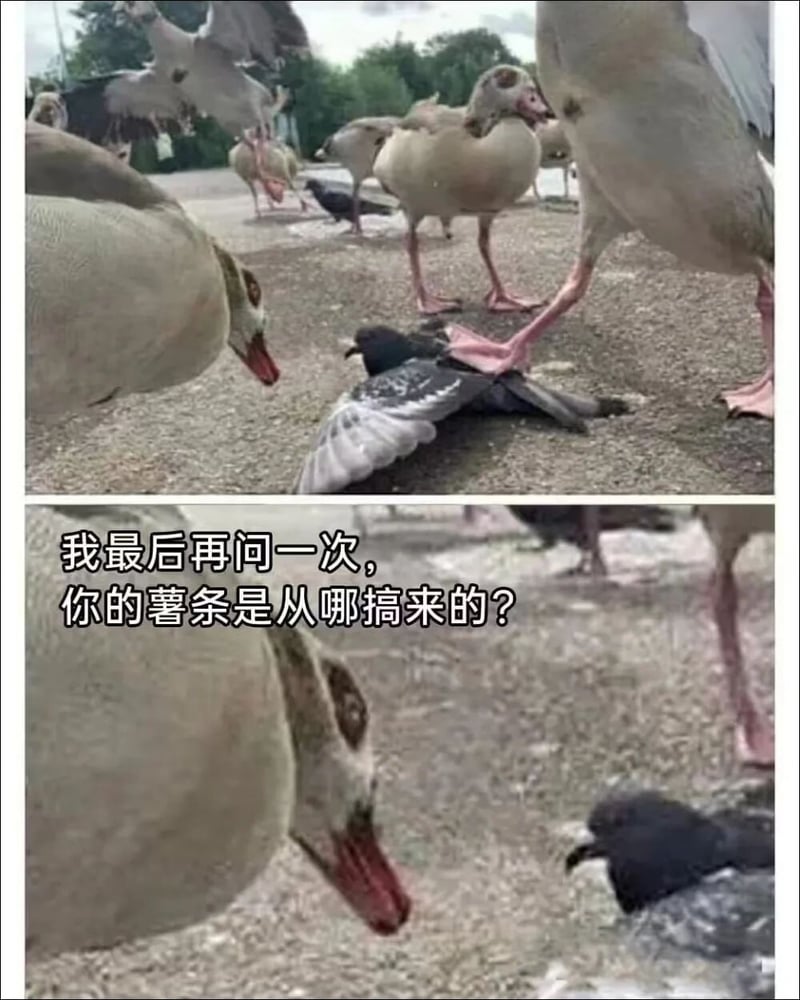 鸽子