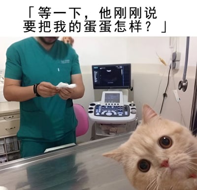 图片展示了兽医诊所的场景，一位穿着绿色手术服的兽医正在准备操作，旁边的B超机屏幕显示着图像。一只橘色猫咪躺在金属检查台上，眼神惊恐地抬头望向镜头。图片上方配有文字：「等一下，他刚刚说要把我的蛋蛋怎样？」，以猫咪的第一人称视角幽默演绎了宠物对绝育手术的恐惧心理，通过拟人化的内心独白制造搞笑效果。