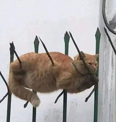 图片中一只橘色猫咪正趴在带有尖刺的绿色金属围栏顶部，身体舒展地横跨在数根锋利的铁刺上。猫咪戴着绿色项圈，眼神平静，表情淡定，仿佛毫不在意身下的尖刺，形成一种反差萌的搞笑效果。背景是白色的墙壁，右侧有一个圆形的金属物件，整体场景真实自然，充满生活气息。