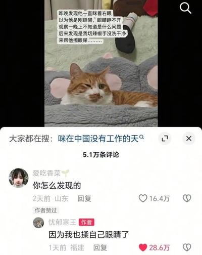 这是一张社交平台内容截图，上半部分是实拍的橘白猫咪，它趴在带粉色耳朵装饰的灰色毛绒猫窝里，仅左眼睁开、右眼紧闭，上方配文说明主人起初误以为猫咪眼部有疾病，观察一整晚都没找到原因，最后才想起是自己切完辣椒没洗手就给猫擦眼屎，辣椒素刺激了猫的眼睛。截图下半部分是评论区，有网友询问主人如何发现原因，发布内容的作者回复称是自己后来揉了眼睛感受到刺激后才明白原委，这条回复获得28.6万点赞，整条内容评论数达5.1万，受到大量网友喜爱。