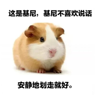 图片中是一只棕白相间的豚鼠，它安静地坐在白色背景前，直视前方。图片上方配有文字“这是基尼，基尼不喜欢说话”，下方配有文字“安静地划走就好。”。整体营造出一种可爱又安静的氛围，通过给小动物赋予“不喜欢说话”的性格特点，形成一种反差萌的效果。