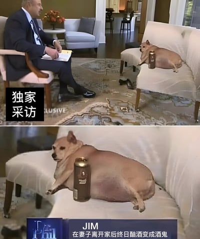 这是一张由两张图片组成的搞笑梗图。上图显示一位穿着西装的男性主持人（类似Dr. Phil）正在对一只躺在沙发上的胖狗进行采访，旁边放着一罐啤酒。图片左侧有“独家采访”字样。下图是胖狗的特写，底部文字说明：“JIM 在妻子离开家后终日酗酒变成酒鬼”。这张梗图通过拟人化的方式，幽默地表现了一只狗在“妻子离开”后借酒消愁的场景。