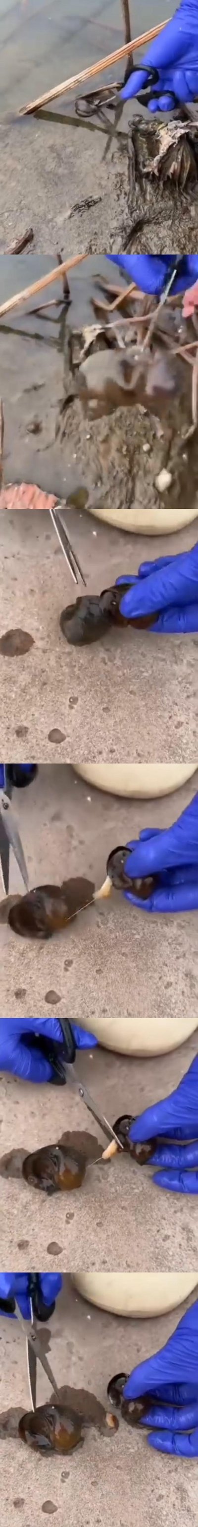 这是一组竖屏拼接的实拍救助图，展示了救助者戴着蓝色防护手套，在水边对一只鲎（马蹄蟹）进行清理的全过程：先是用工具固定住鲎，将它的剑尾（尾部）取下，接着从尾部结构中挑出一条白色的寄生虫，最后用剪刀将寄生虫剪除，完成对这只鲎的救助清理，整个过程专业细致，没有双关、谐音梗等内容。