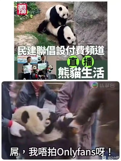 这是一张上下拼接的搞笑梗图，上方图片显示两只熊猫在动物园环境中，配有文字'民建聯倡設付費頻道 直播熊貓生活'，并包含两个穿西装的人举着熊猫玩偶的小图。下方图片显示一只熊猫被人抱起，配文'屌，我唔拍Onlyfans呀！'，用双关语将熊猫付费直播与成人内容平台OnlyFans联系起来制造幽默效果。