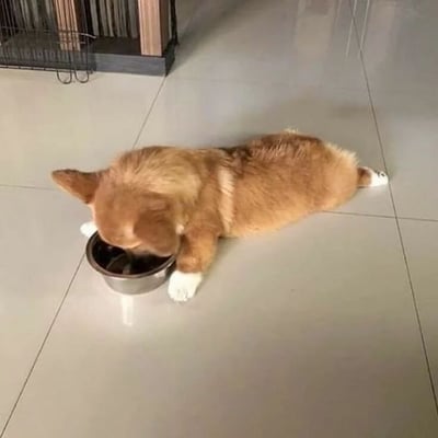一只棕色的柯基犬趴在浅色瓷砖地板上，正埋头专注地从金属碗中进食。狗狗的身体舒展，耳朵耷拉着，白色的小爪子搭在碗边，画面温馨治愈。背景中可以看到部分黑色的宠物笼和木质家具，整体环境干净整洁。