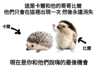 这是一张图文混排的P图改编静态图，画面左侧是一只姿态自然的正常刺猬，被标注为“卡尔”，它低头看向画面左下方；右侧是经过图像编辑的拟人化刺猬“比尔”，拥有类似人类的白色躯干，站立着抬起一只手做出挥手动作。图中配有繁体中文文字，顶部文字说明“这是卡尔和他的哥哥比尔，他们只会在这里出现一次然后永远消失”，底部文字提示“现在是你和他们说嗨的最后机会”，左右两侧的箭头分别标注两只刺猬的名字。整张图以幽默的方式制造出“限定出现”的趣味氛围，吸引观看者与图中的角色互动打招呼，属于典型的网络趣味迷因内容。