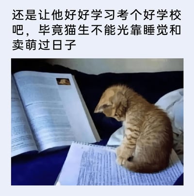 这是一张图文结合的趣味萌宠图片，上方配有拟人化的文字：“还是让他好好学习考个好学校吧，毕竟猫生不能光靠睡觉和卖萌过日子”。画面中一只橘色的小奶猫坐在写满密集文字的笔记本上，低头的姿态仿佛正专注于学习，旁边还摊开一本厚厚的书籍，整体将小猫拟人化，把人类社会中“努力学习考学”的行为赋予到小猫身上，用可爱的萌宠形象和幽默的文案制造出温馨又搞笑的反差效果，十分治愈有趣。
