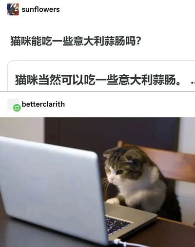 图片上半部分是一个关于猫咪能否吃意大利蒜肠的问答，用户"sunflowers"提问"猫咪能吃一些意大利蒜肠吗?"，用户"betterclarith"回答"猫咪当然可以吃一些意大利大蒜肠。"。下半部分是一只猫坐在椅子上，前爪放在笔记本电脑键盘上，正专注地看着电脑屏幕。